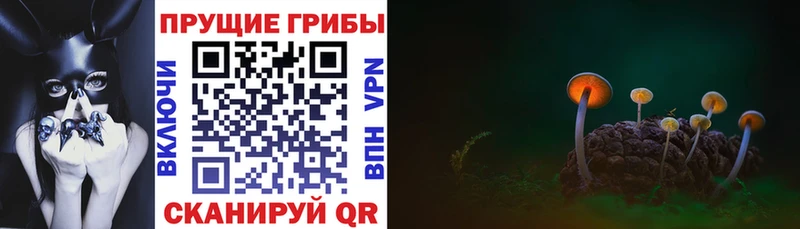 Галлюциногенные грибы Psilocybine cubensis  Барабинск 